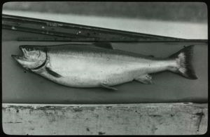 Image of Trout from Alida Lake